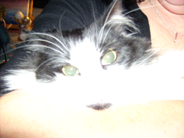Diddyman Dod Our beautiful Kitten she is still with us today